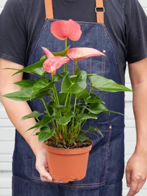 Anthurium 'Pink' — held in hand for size reference