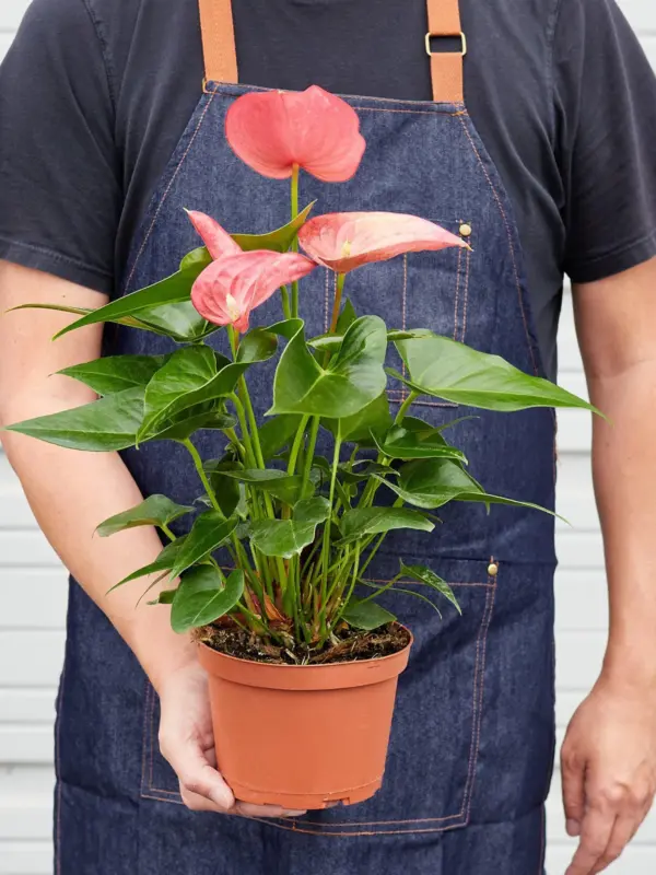 Anthurium 'Pink' — held in hand for size reference