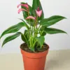 Anthurium 'Purple' houseplant