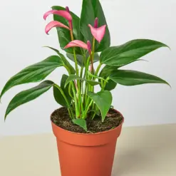 Anthurium 'Purple' houseplant