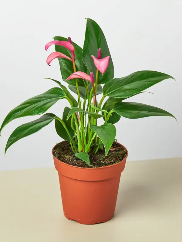 Anthurium 'Purple' houseplant