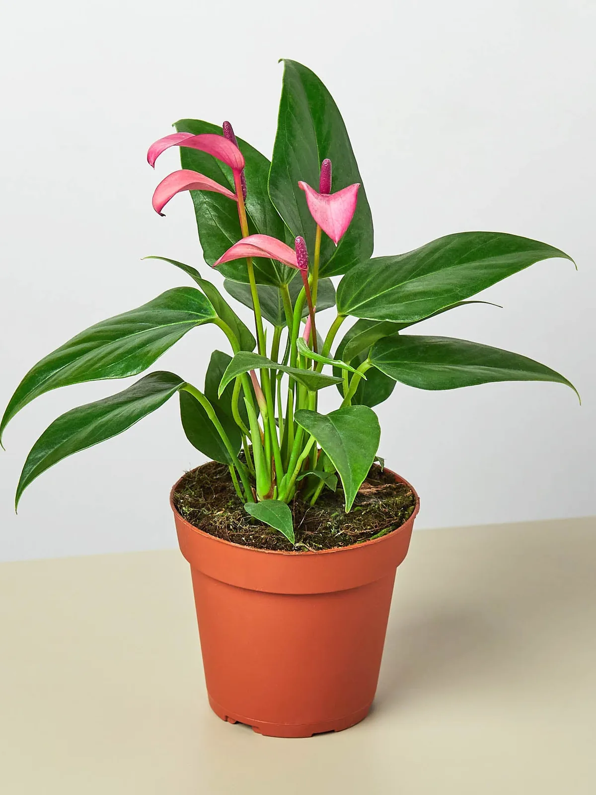 Anthurium 