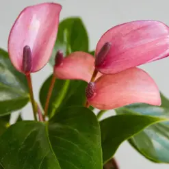 Anthurium 'Purple' — leaf detail close-up
