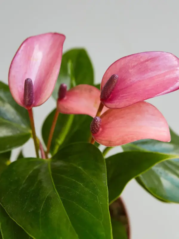Anthurium 'Purple' — leaf detail close-up