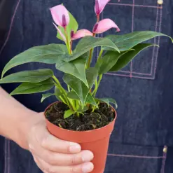 Anthurium 'Purple' — held in hand for size reference