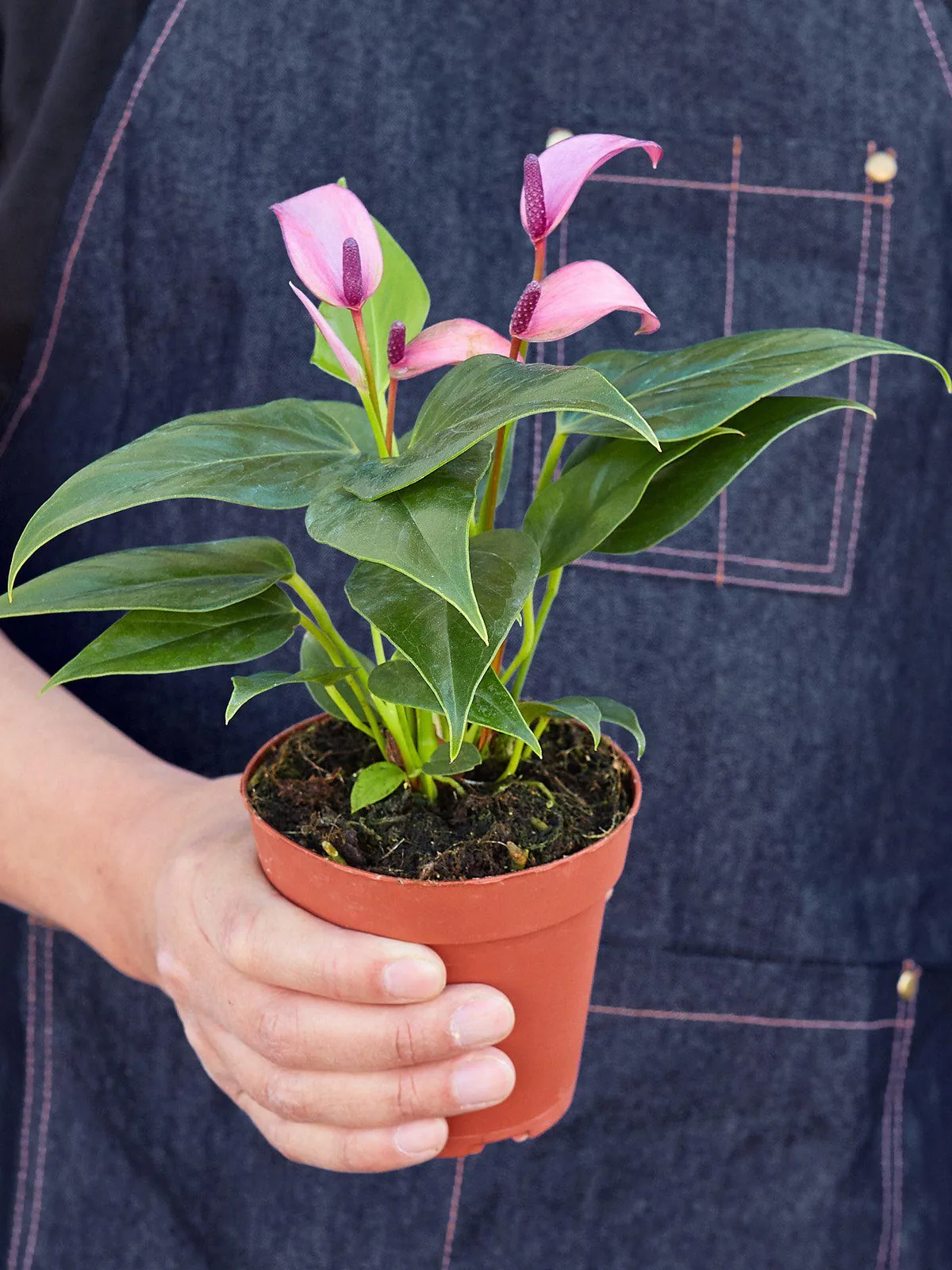 Anthurium 