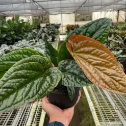 Anthurium 'Radicans x Luxurians' houseplant