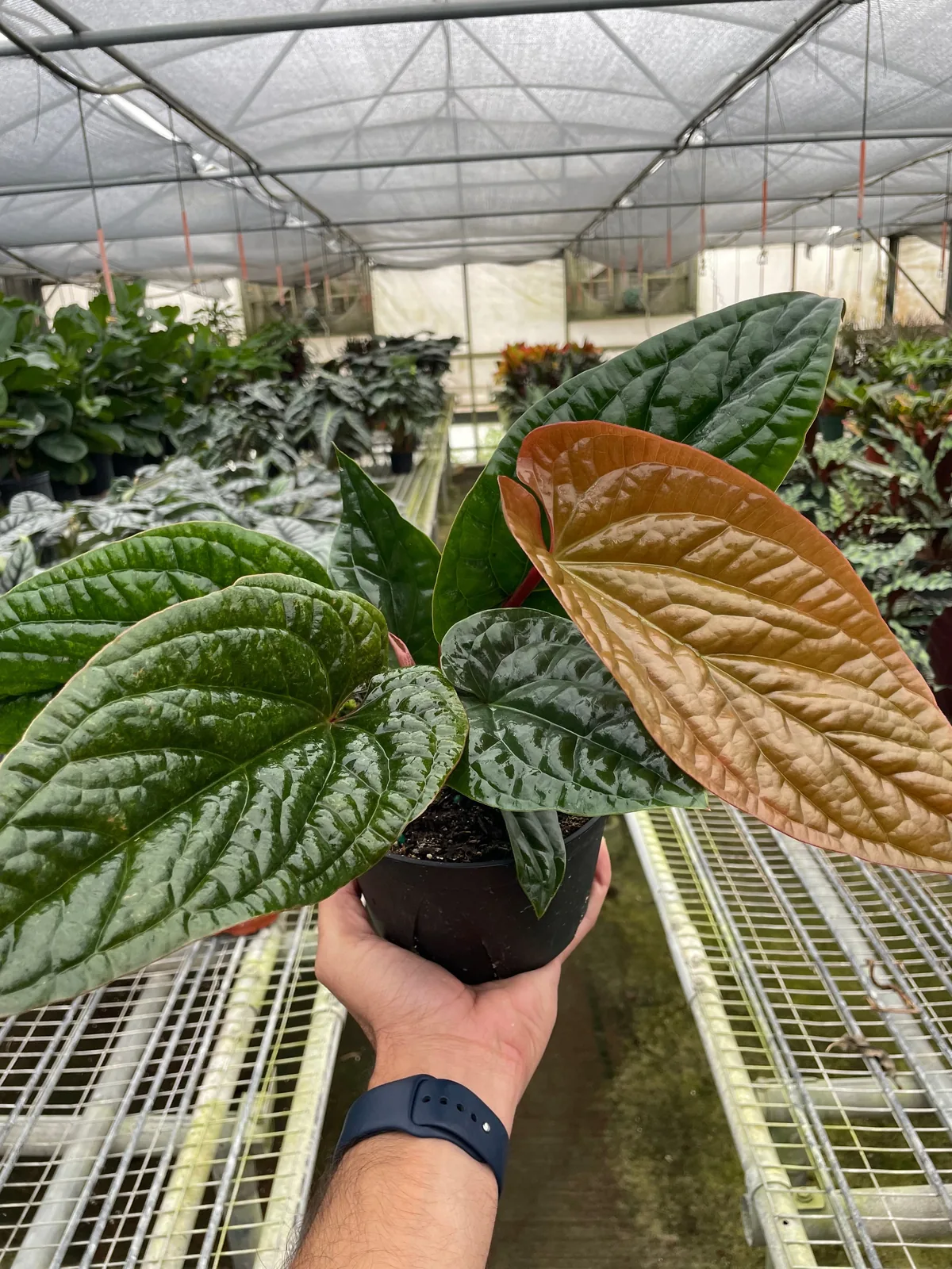 Anthurium 