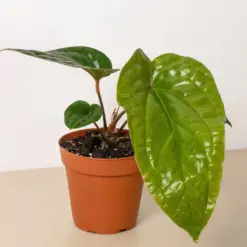 Anthurium 'Radicans x Luxurians' — additional view