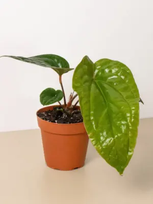 Anthurium 'Radicans x Luxurians' — additional view