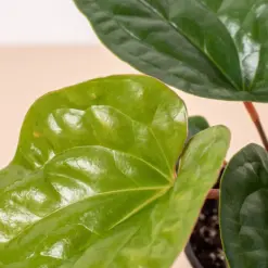 Anthurium 'Radicans x Luxurians' — additional view