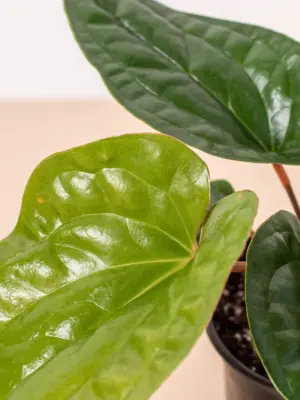 Anthurium 'Radicans x Luxurians' — additional view