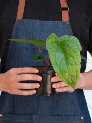 Anthurium 'Radicans x Luxurians' — additional view