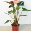 Anthurium Rainbow Champion houseplant