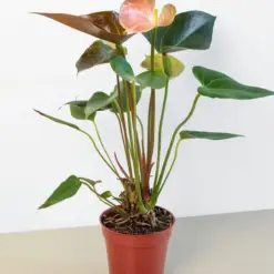 Anthurium Rainbow Champion houseplant