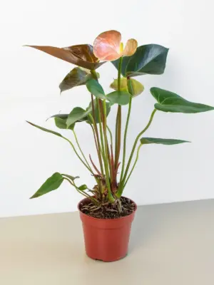 Anthurium Rainbow Champion houseplant
