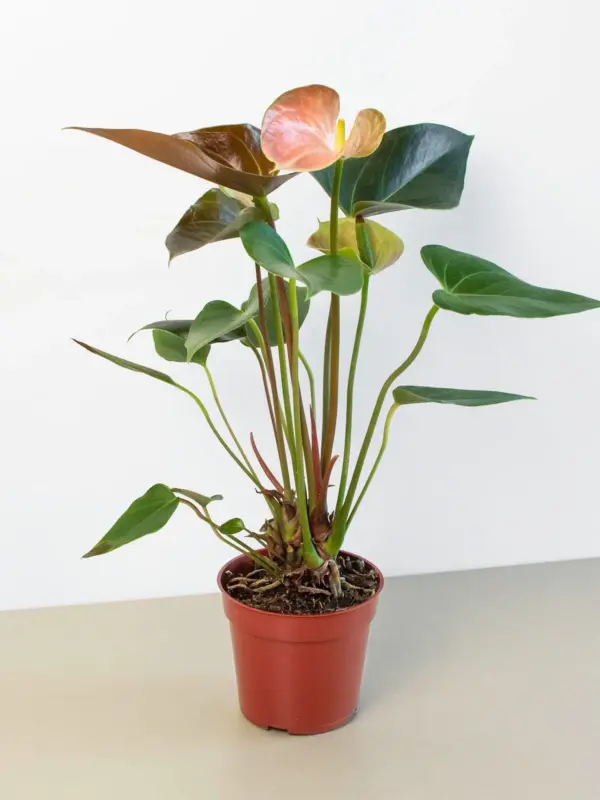 Anthurium Rainbow Champion houseplant