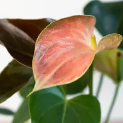 Anthurium Rainbow Champion — additional view