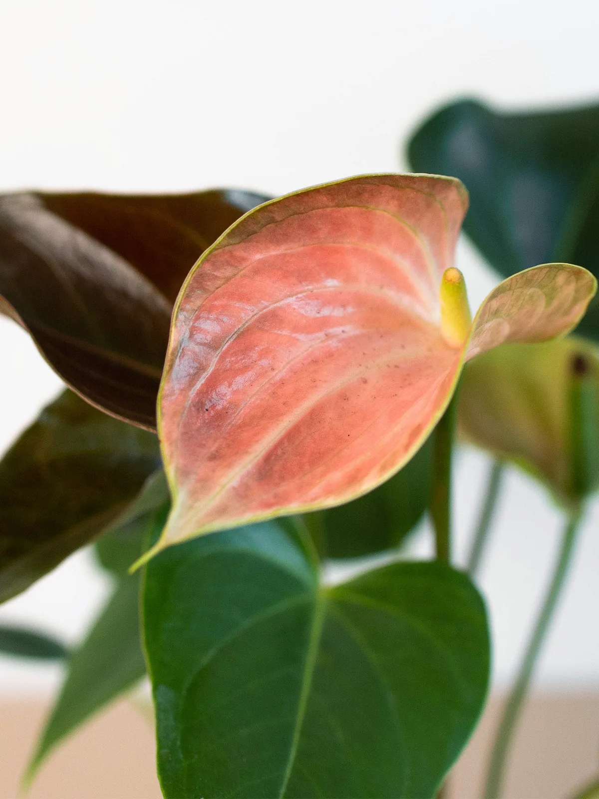 Anthurium Rainbow Champion — additional view