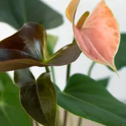 Anthurium Rainbow Champion — additional view