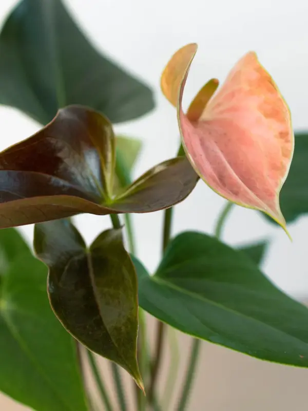 Anthurium Rainbow Champion — additional view