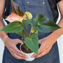 Anthurium Rainbow Champion — additional view