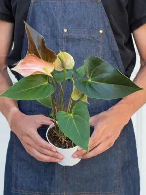 Anthurium Rainbow Champion — additional view