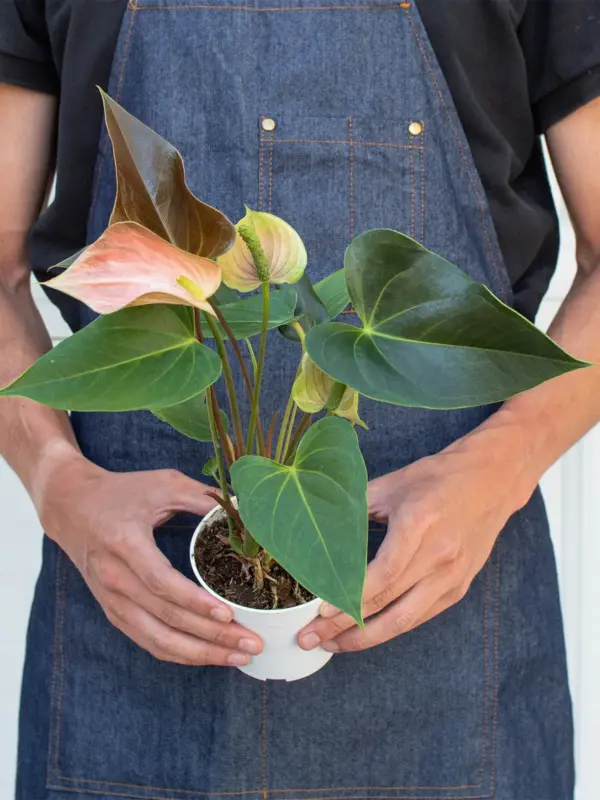 Anthurium Rainbow Champion — additional view