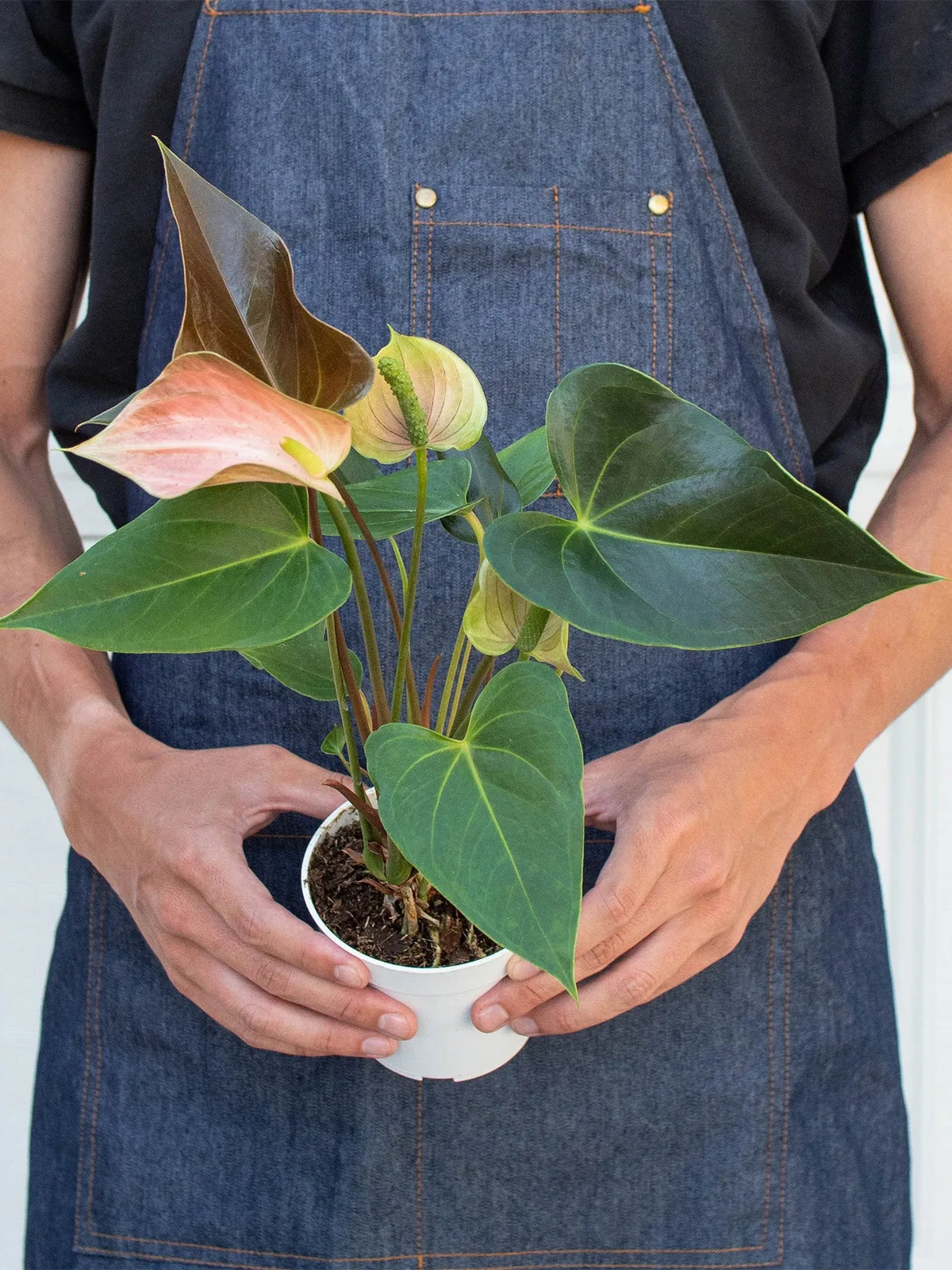 Anthurium Rainbow Champion — additional view