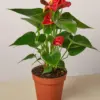 Anthurium 'Red' houseplant