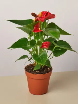 Anthurium 'Red' houseplant