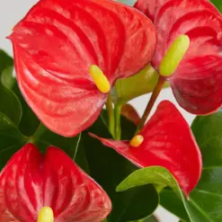 Anthurium 'Red' — leaf detail close-up