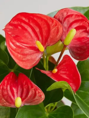 Anthurium 'Red' — leaf detail close-up