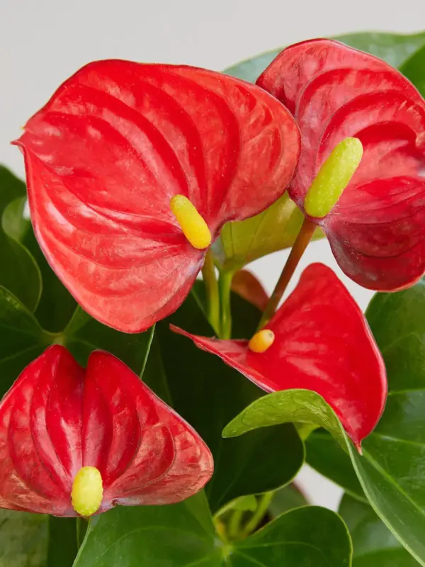 Anthurium 'Red' — leaf detail close-up