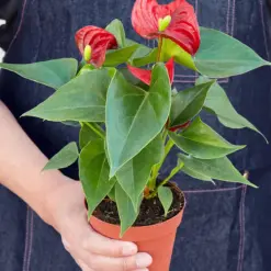 Anthurium 'Red' — held in hand for size reference
