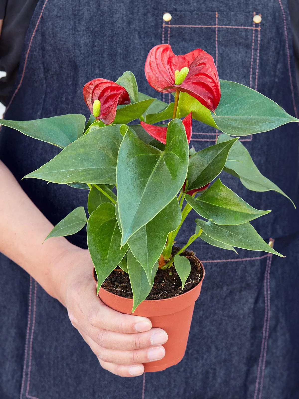 Anthurium 