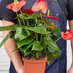 Anthurium 'Red' — held in hand for size reference