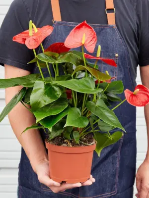 Anthurium 'Red' — held in hand for size reference
