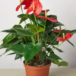 Anthurium 'Red' — additional view