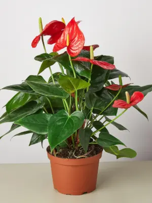 Anthurium 'Red' — additional view