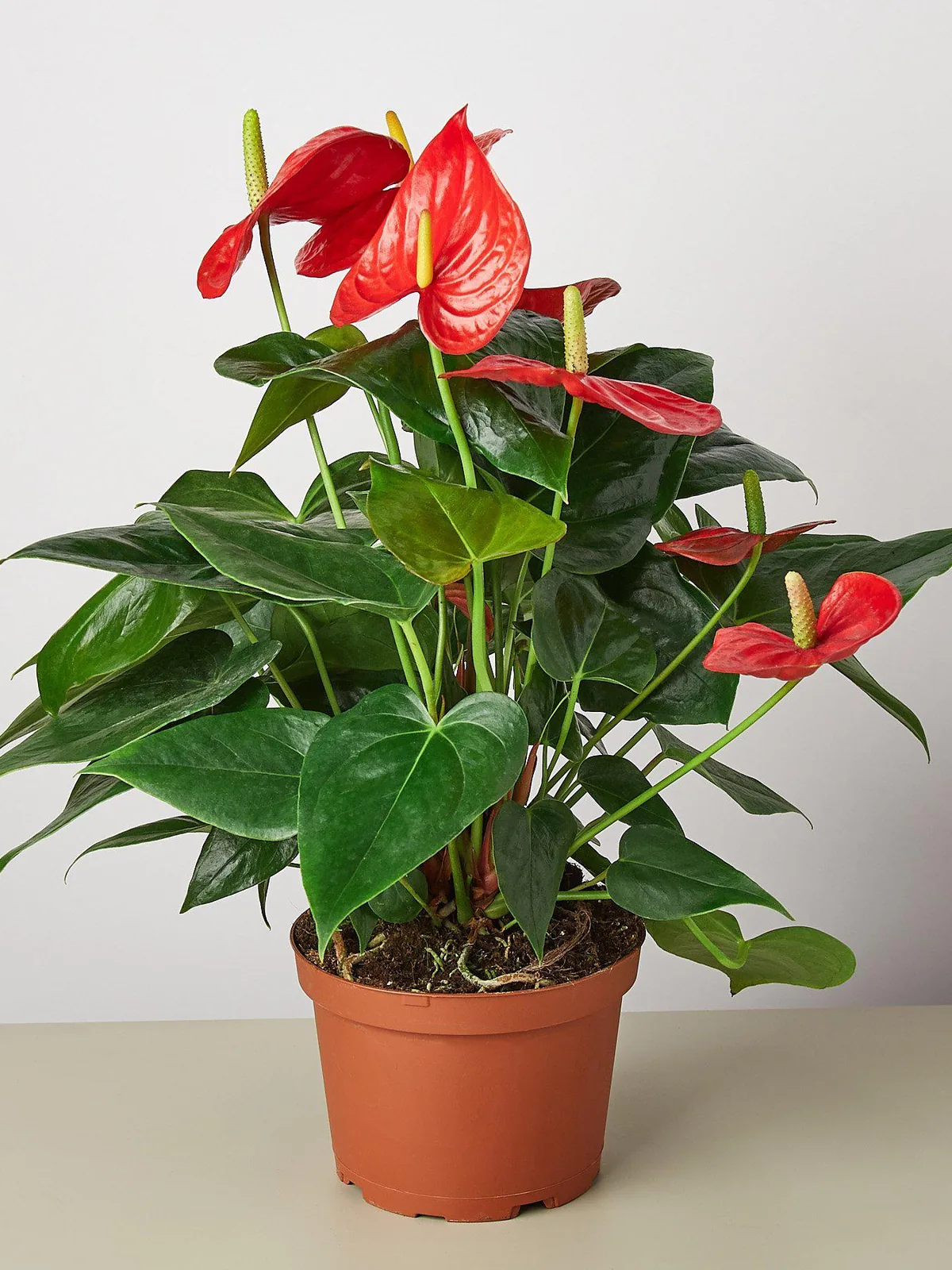Anthurium 