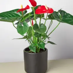 Anthurium 'Red' — additional view