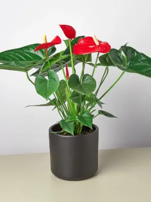 Anthurium 'Red' — additional view