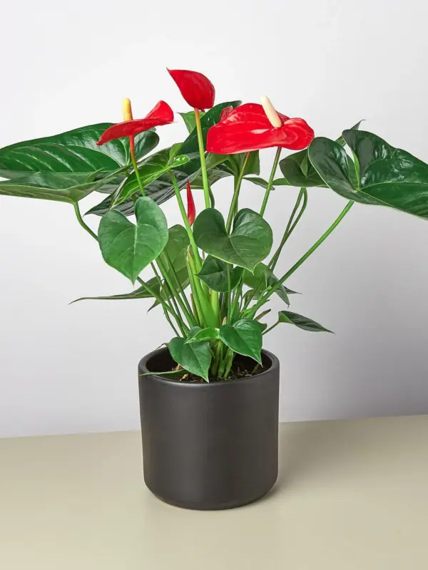 Anthurium 'Red' — additional view