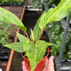 Anthurium 'Renaissance' houseplant