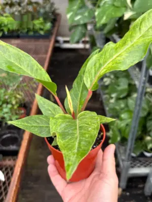 Anthurium 'Renaissance' houseplant