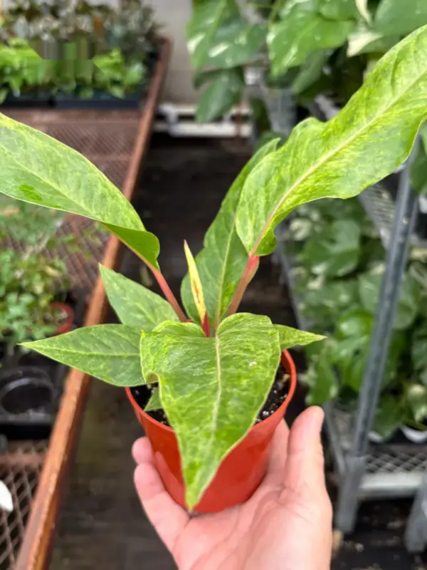 Anthurium 'Renaissance' houseplant