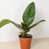 Anthurium 'Superbum' houseplant
