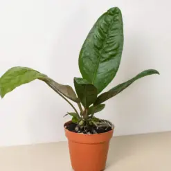 Anthurium 'Superbum' houseplant