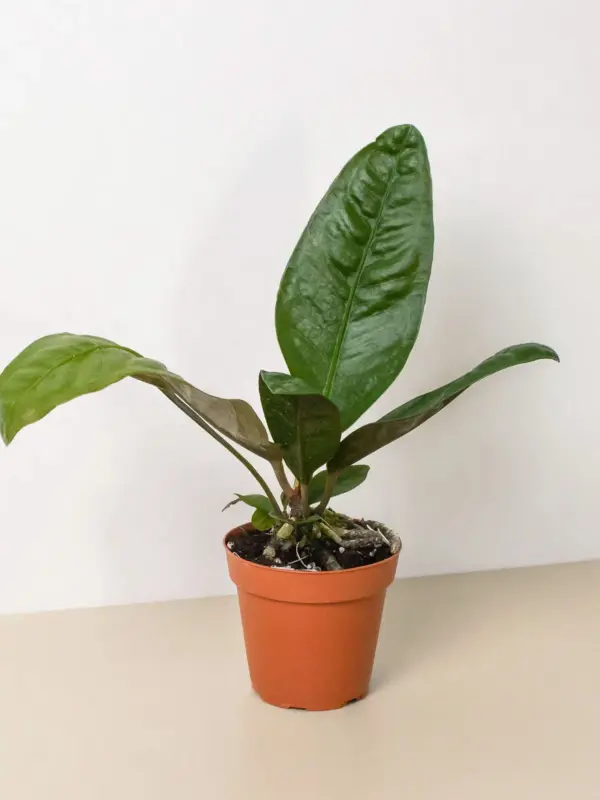 Anthurium 'Superbum' houseplant